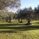 Se il caldo soffocante fa un favore agli olivi: la calura estiva mette al tappeto la mosca