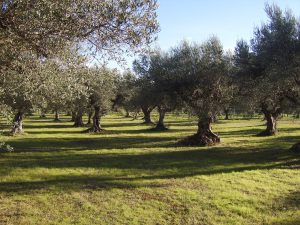 Se il caldo soffocante fa un favore agli olivi: la calura estiva mette al tappeto la mosca