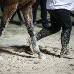 Quintana, ci siamo: ecco i cavalli scelti per la giostra