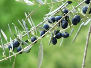 Esplode il polline dell’olivo, allarme per gli allergici