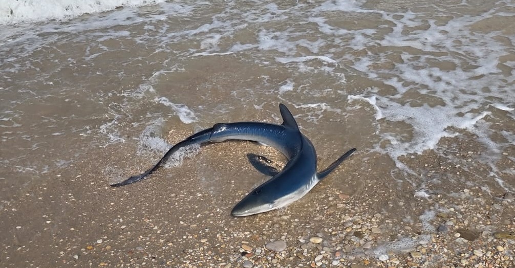 Piccolo squalo sulla spiaggia