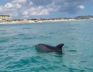 L’incontro emozionante nel mare del Conero: il delfino nuota e si tuffa vicino al sup <span> (Video) </span>