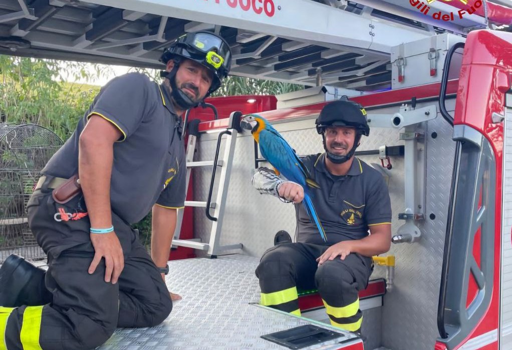 Un pappagallo da salvare, <br> arrivano i vigili del fuoco
