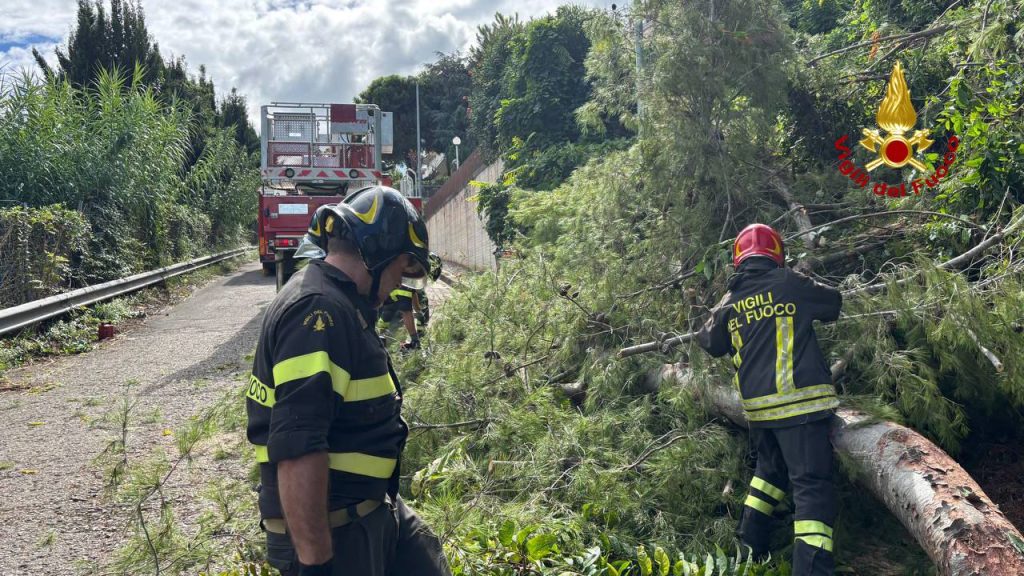 Rami di pino rischiano di cadere sulla A14: intervento dei Vigili del fuoco <span> (Video e foto)