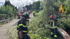 Rami di pino rischiano di cadere sulla A14: intervento dei Vigili del fuoco <span> (Video e foto)