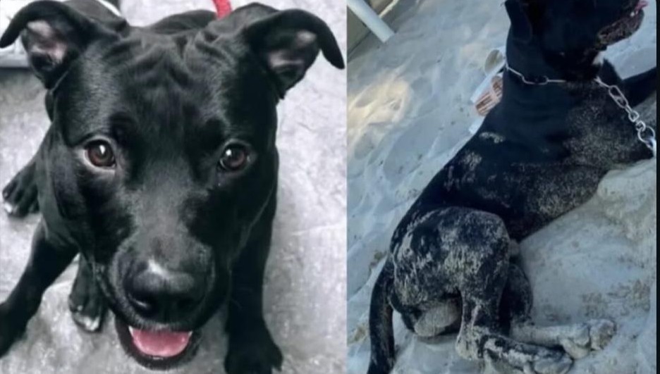 Pitbull ucciso da un poliziotto durante un controllo antidroga al parco