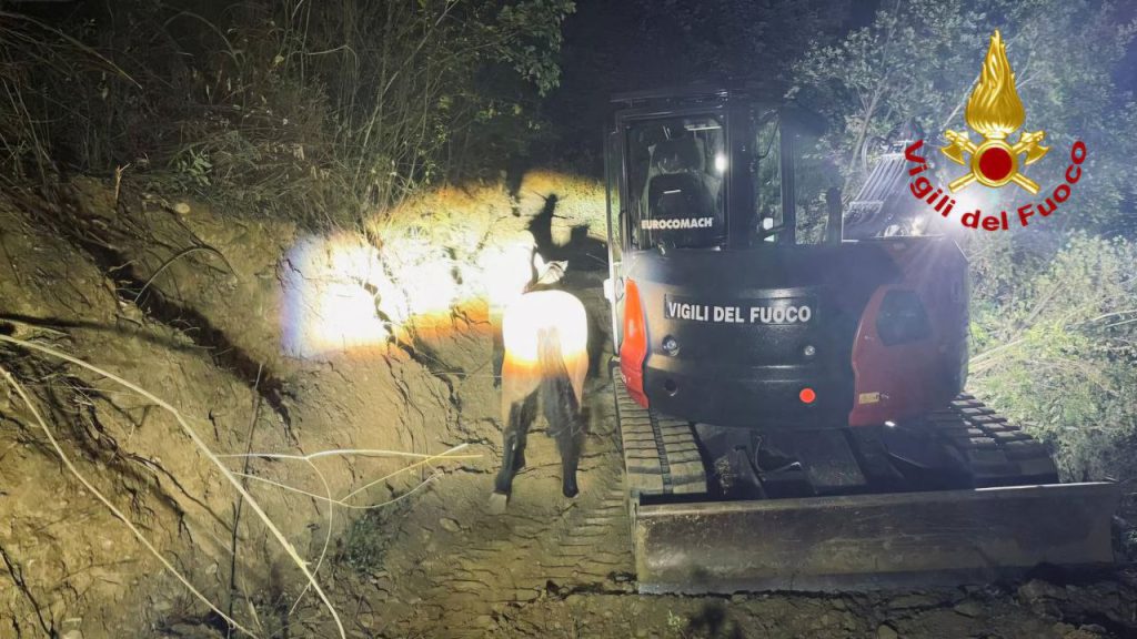 Cavalli scivolano in un burrone: recuperati dai Vigili del fuoco <span> (Video) </span>