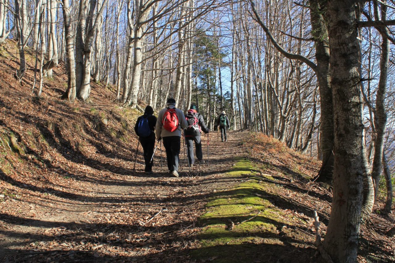 Il bosco ceduo, antico sistema di governo del bosco
