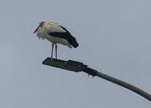 Una cicogna lungo la zona industriale, spettacolo inatteso