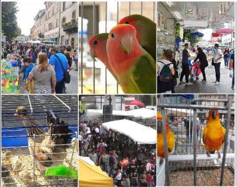 Comunanza si prepara alla 57ª Fiera degli Uccelli: una settimana di eventi tra tradizione e comunità