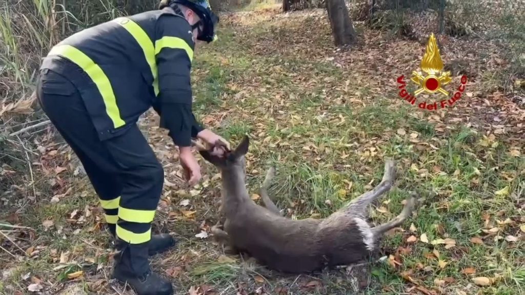 Capriolo cade nei vasconi del depuratore: salvato dai vigili del fuoco <span> (Video) </span>
