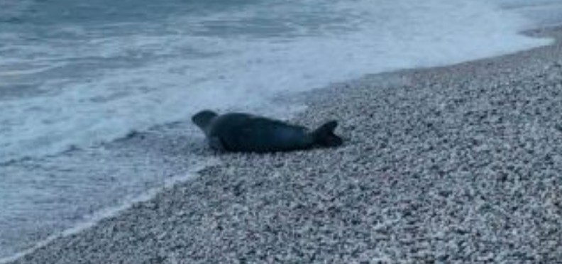 La foca di Natale è tornata in spiaggia: nuovo avvistamento a Portonovo. «Attenzione, ha bisogno di tranquillità»