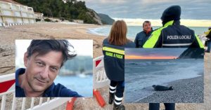 Foca monaca, parla l’esperto: «È la prima volta nelle Marche. Evento rarissimo, incredibile»