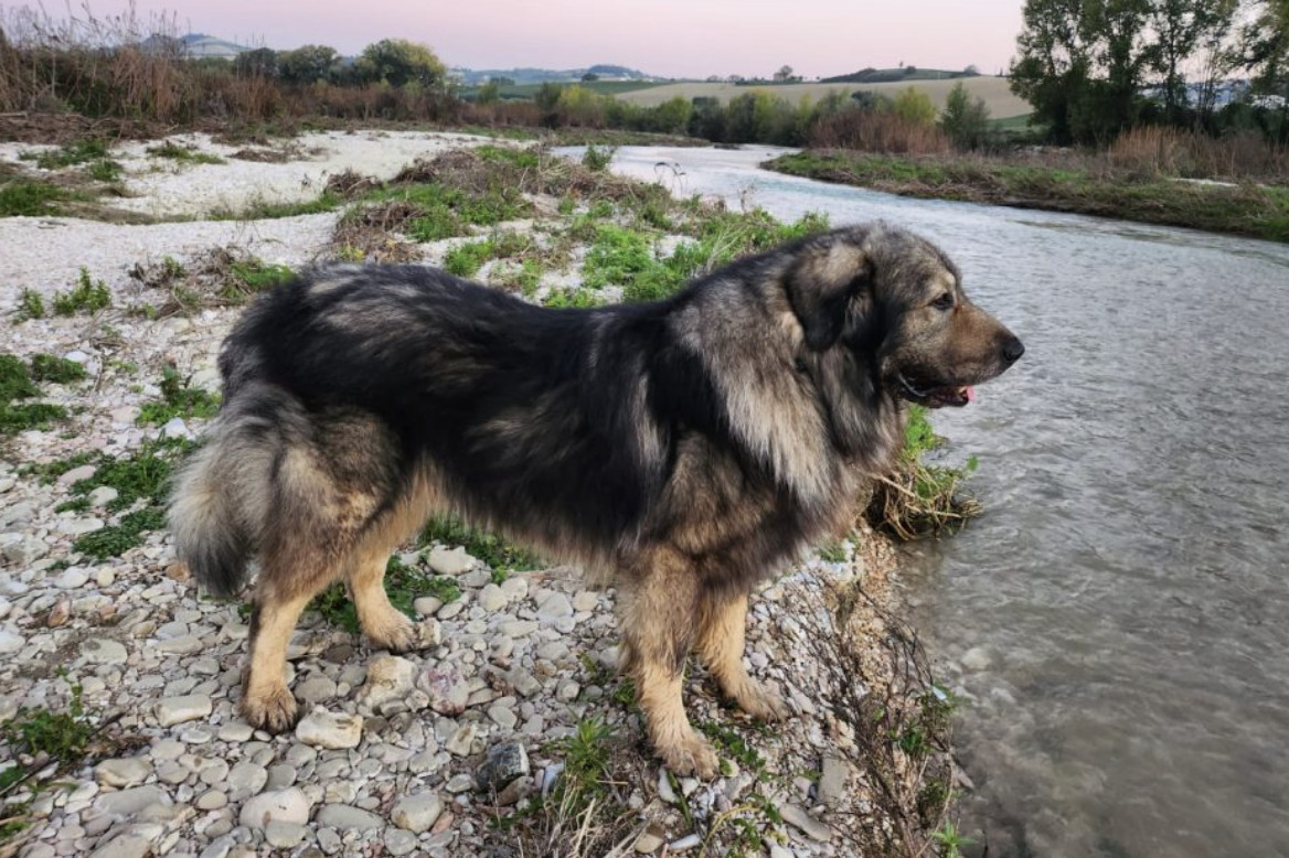 «Il nostro Bart non ce l’ha fatta»: morto il cane colpito da una fucilata