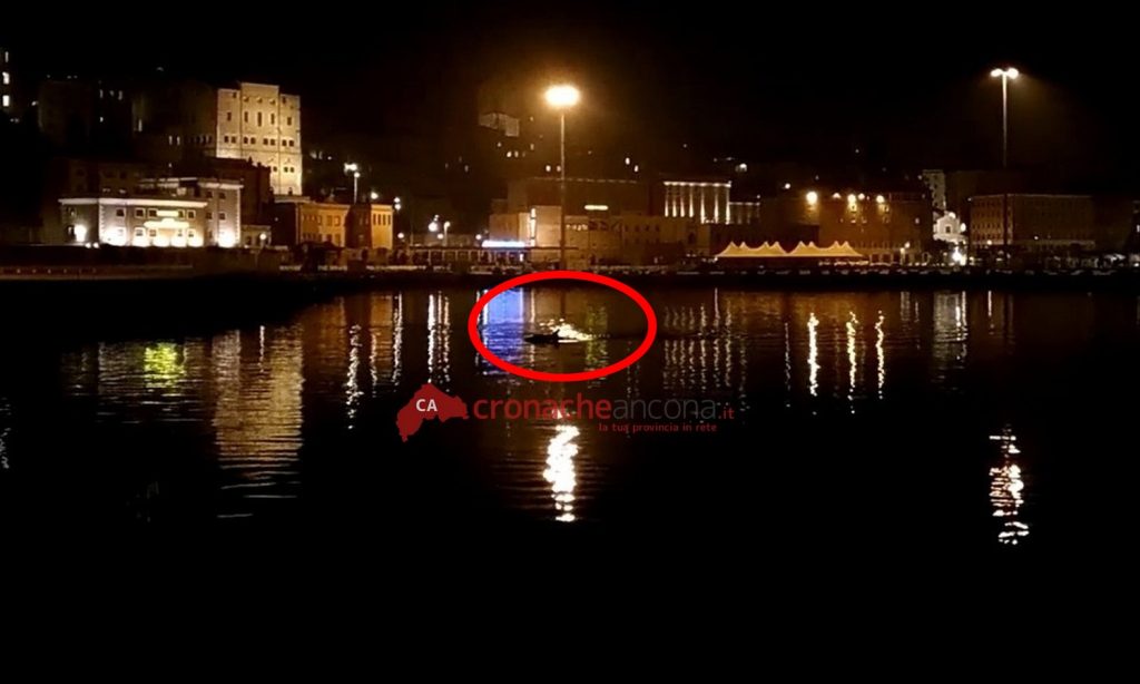 I delfini tornano a nuotare <br> tra le banchine del porto. <br> Questa volta in notturna <span> (Video) </span>