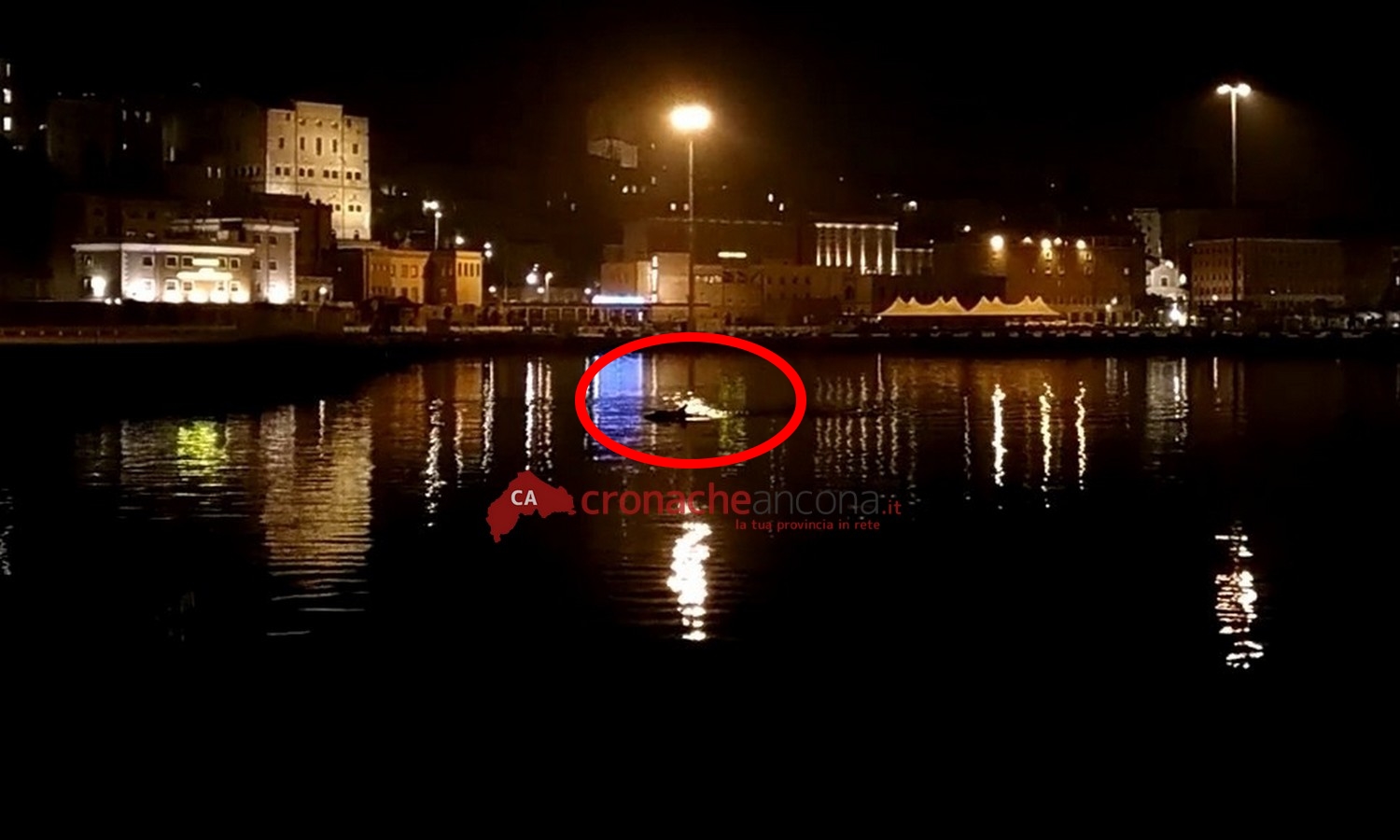 I delfini tornano a nuotare <br> tra le banchine del porto. <br> Questa volta in notturna <span> (Video) </span>