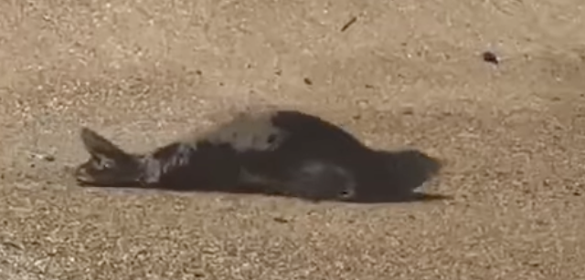 È tutto vero: una foca monaca sulla spiaggia di Numana