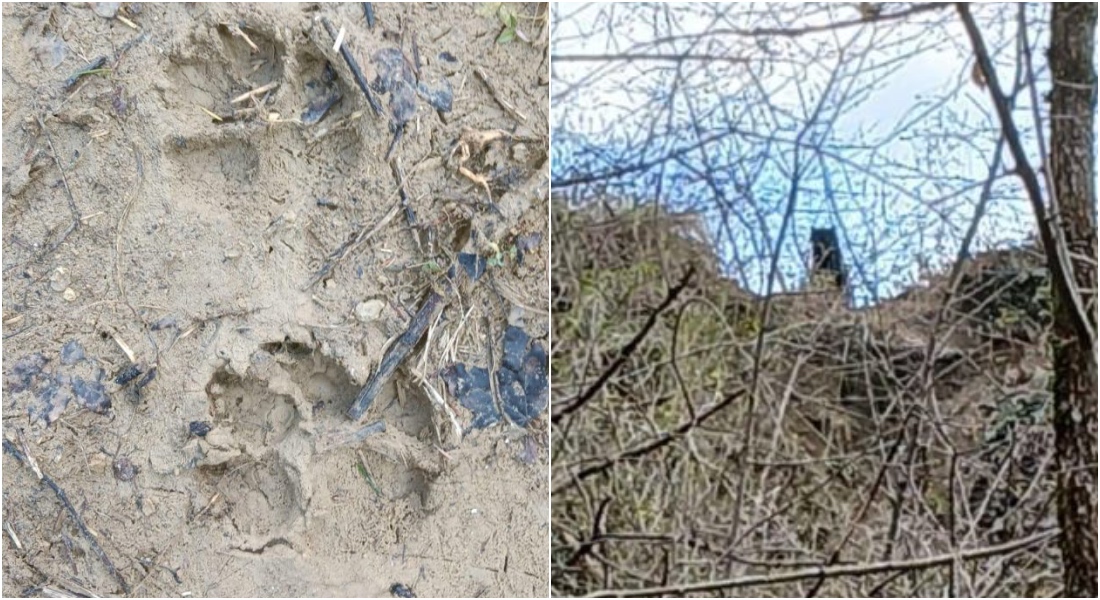 Felino di Venarotta, arrivano altre segnalazioni: <span>la foto</span> dell’animale