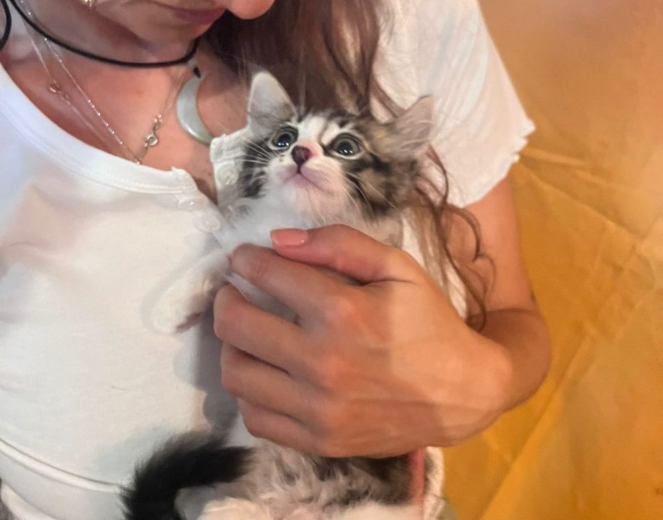 Sportello Benessere Animale: interventi a sostegno delle colonie feline