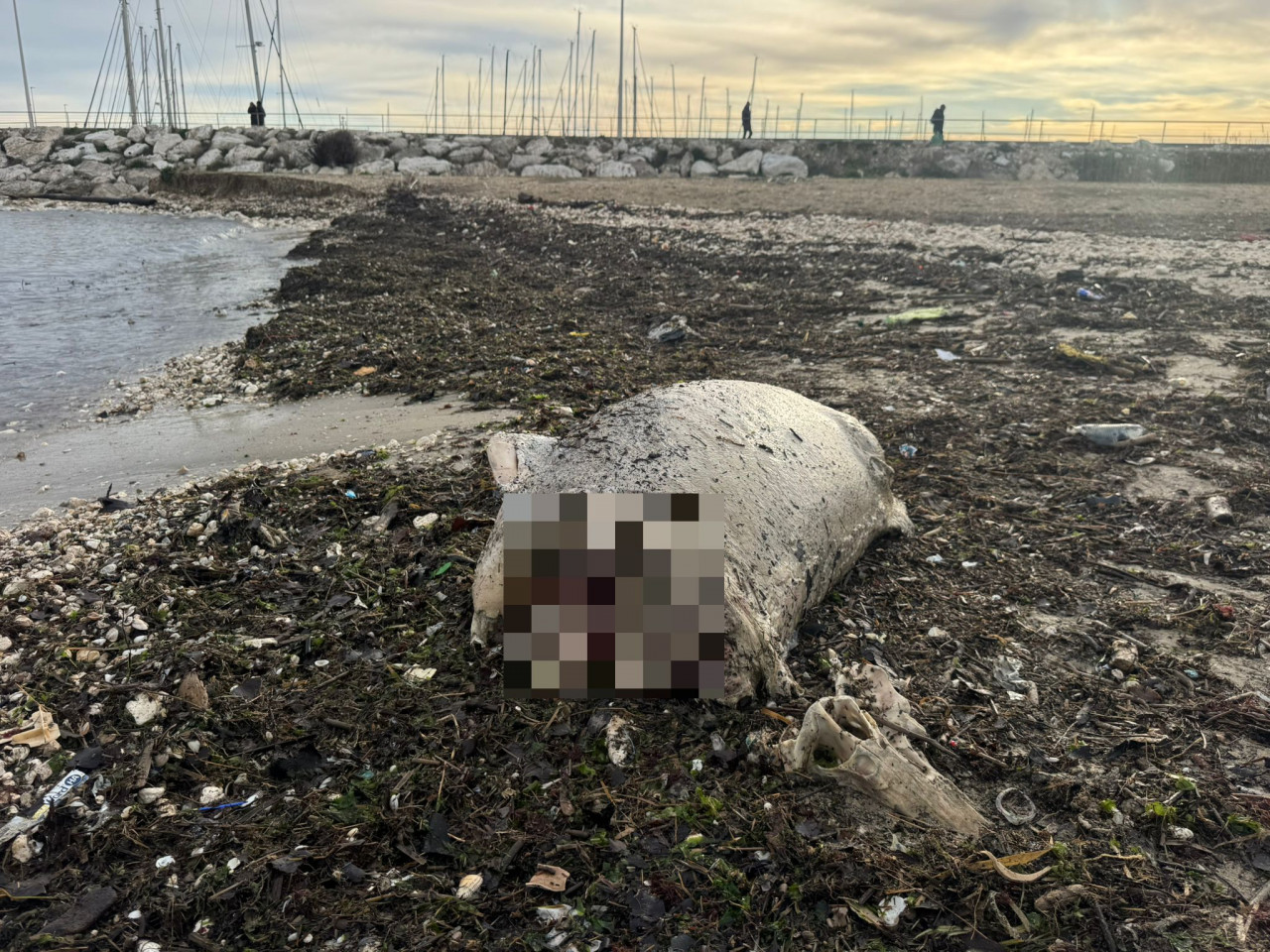 Una carcassa di delfino sulla battigia <span>(Foto)</span>