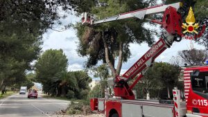 Vento forte nel Piceno: 15 interventi dei Vigili del fuoco <span> (Video e foto) </span>