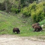 Cinghiali ovunque: tra un po’ sostituiranno gli umani