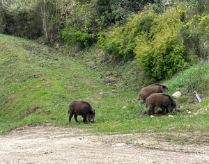 Cinghiali ovunque: tra un po’ sostituiranno gli umani