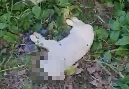 Trovati tre cuccioli di pastore maremmano morti sotto un ponte