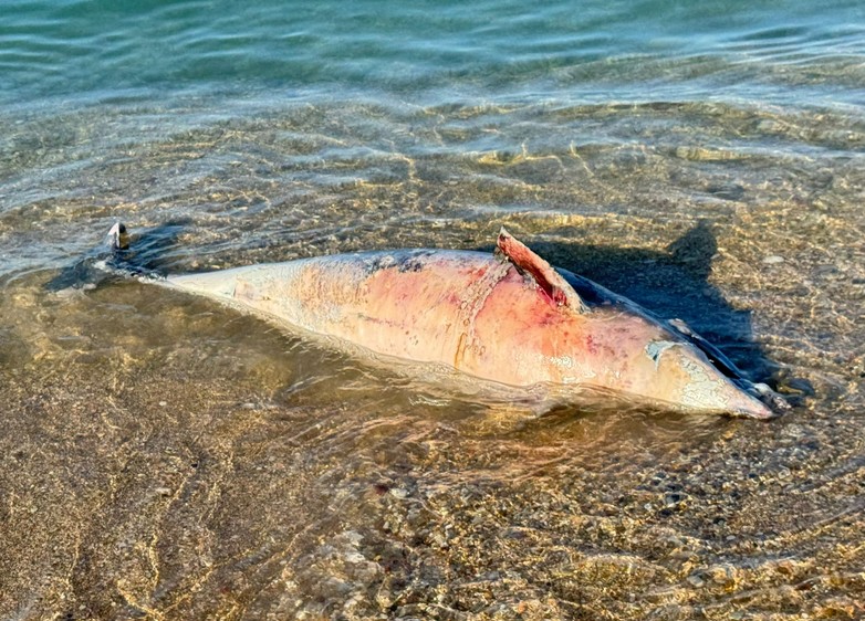 Il mare restituisce un delfino: carcassa spiaggiata