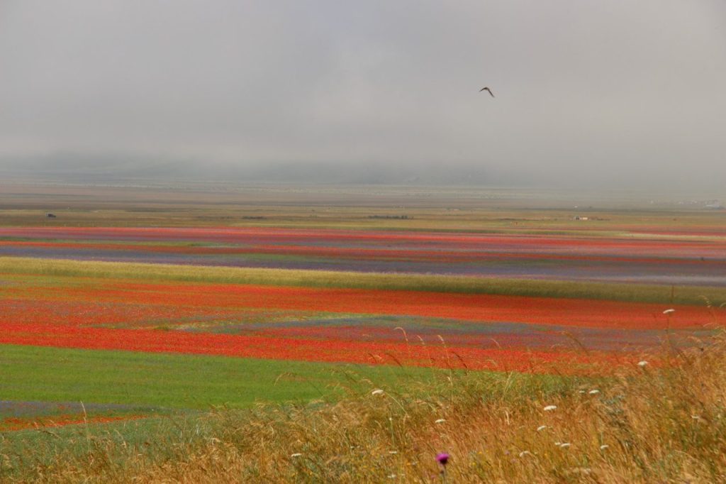 Castelluccio, la “tavolozza” dei Sibillini <span> (Foto) </span>