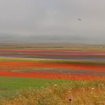 Castelluccio, la “tavolozza” dei Sibillini <span> (Foto) </span>