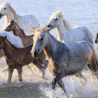 Un weekend tra i cavalli in riva al mare: Fieracavalli Riding by the Sea