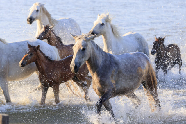 Un weekend tra i cavalli in riva al mare: Fieracavalli Riding by the Sea
