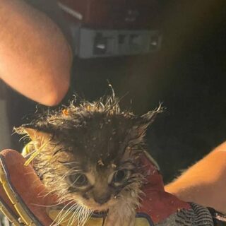 Gattini intrappolati nelle tubature: salvati dai Vigili del fuoco dopo oltre quattro ore di intervento