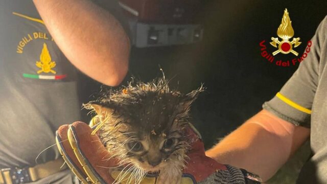 Gattini intrappolati nelle tubature: salvati dai Vigili del fuoco dopo oltre quattro ore di intervento