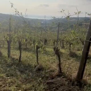 Vigneti distrutti e raccolti azzerati: agricoltura in ginocchio