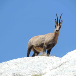 Al via il censimento dei Camosci sui Sibillini