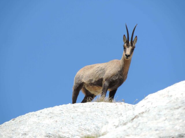 Al via il censimento dei Camosci sui Sibillini