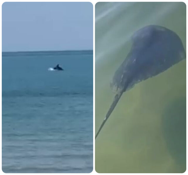 Delfino a pochi metri dalla costa: spettacolo in mare, avvistato anche un trigone tra i bagnanti