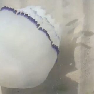 Una grande medusa tra le acque limpide: lo spettacolo del mare colpisce sempre
