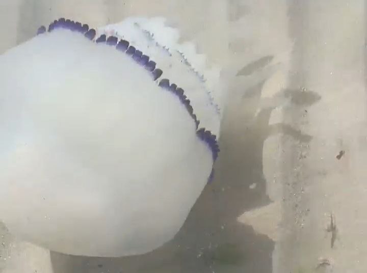 Una grande medusa tra le acque limpide: lo spettacolo del mare colpisce sempre
