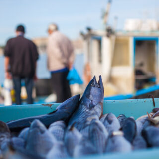 Scampi a oltre 50 euro al chilo, il caro gasolio preoccupa la marineria