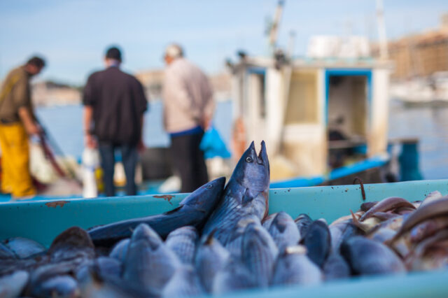 Scampi a oltre 50 euro al chilo, il caro gasolio preoccupa la marineria