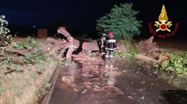 Maltempo e vento forte nel Piceno: albero sfiora un’auto a Massignano, oltre 70 interventi nelle Marche