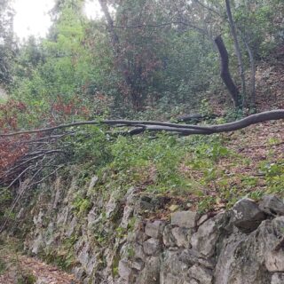 Parco dell’Annunziata nel degrado, Cappelli: «Servono interventi immediati»