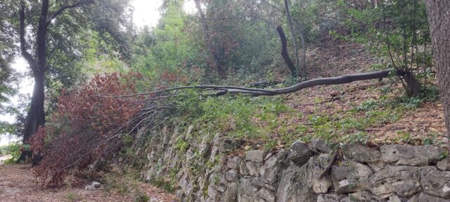 Parco dell’Annunziata nel degrado, Cappelli: «Servono interventi immediati»