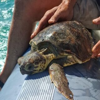 Tartaruga Caretta Caretta salvata al largo di Grottammare