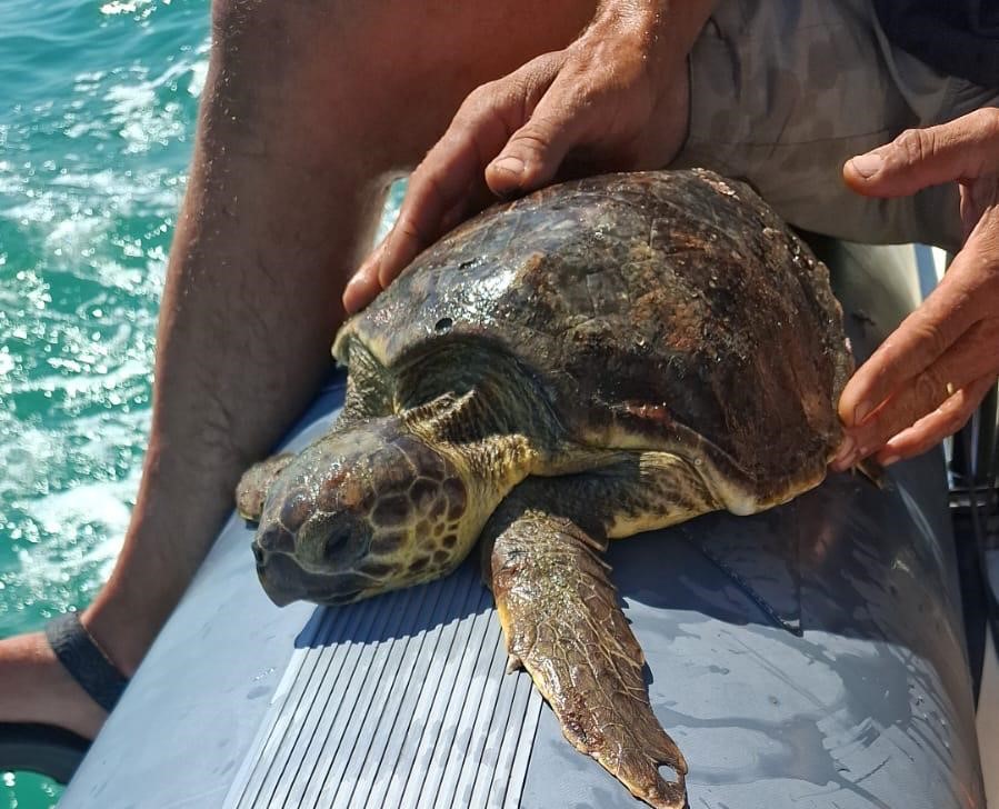 Tartaruga Caretta Caretta salvata al largo di Grottammare