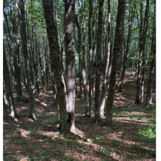 Laga Legno entra in Assolegno: la filiera del cratere sisma ottiene il riconoscimento nazionale