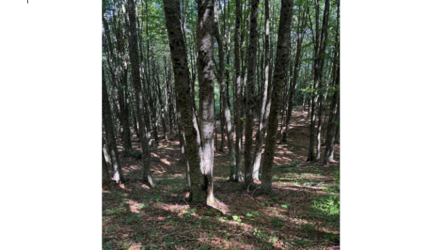 Laga Legno entra in Assolegno: la filiera del cratere sisma ottiene il riconoscimento nazionale
